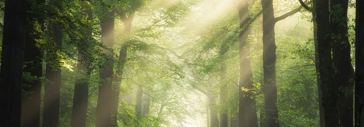 Wald mit Sonnenstrahlen
